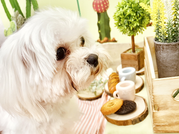 生徒が撮影したモデル犬写真♪